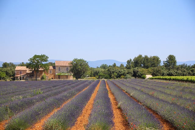 champs de lavande en région PACA